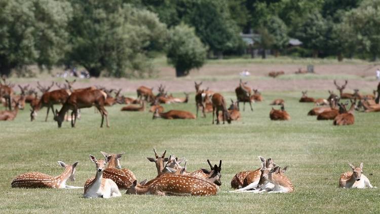 Richmond-Park-London